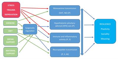 Harnessing the Neurobiology of Resilience to Protect the Mental Well-Being of Healthcare Workers During the COVID-19 Pandemic